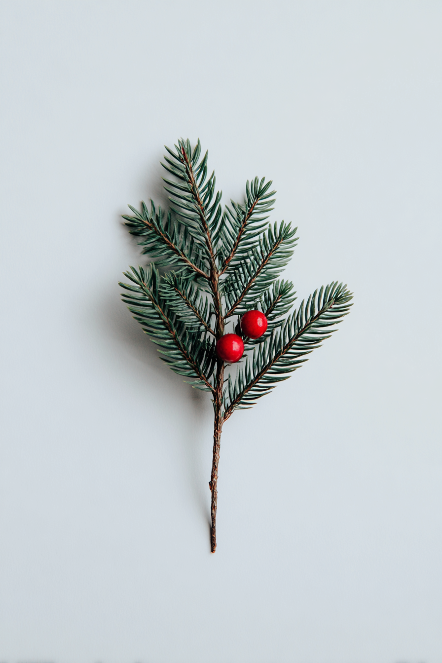minimalist_christmas_aesthetic_white_background_single_pine_b_b6c50f23-5db3-464b-9621-d3fbaac31e70_0