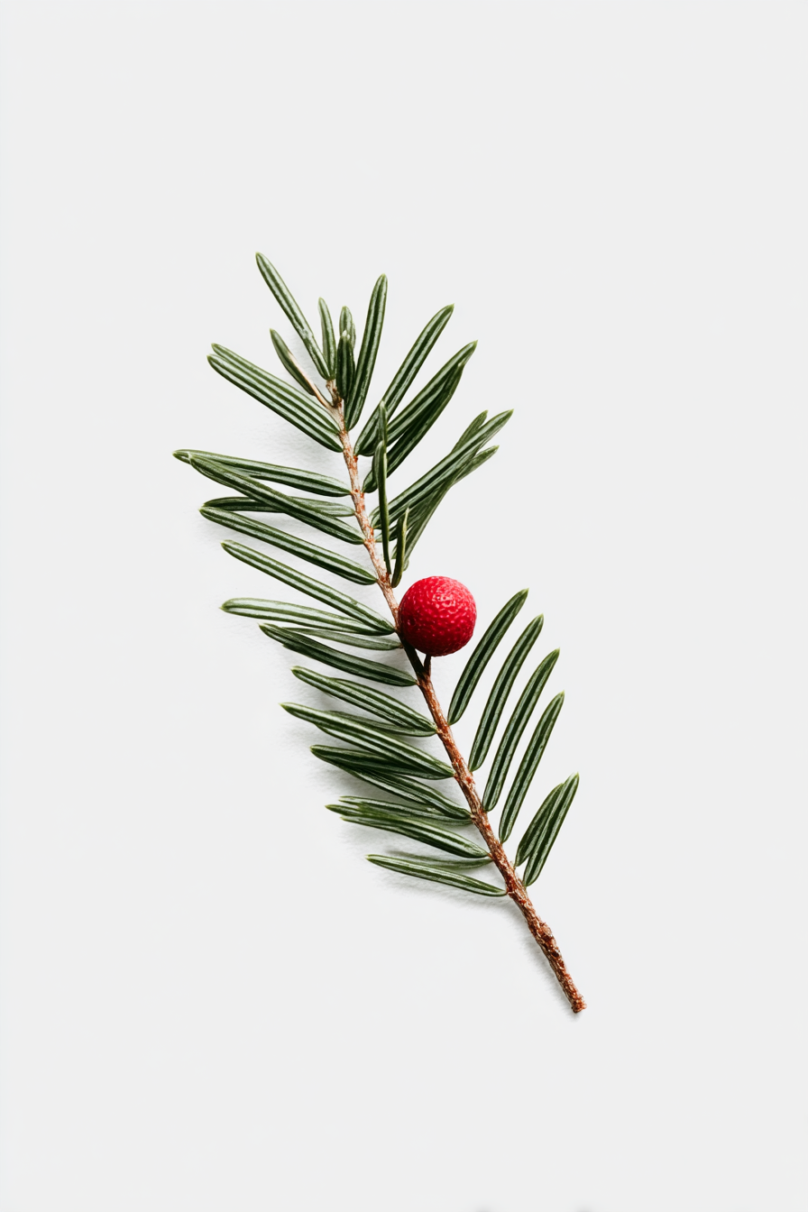minimalist_christmas_aesthetic_white_background_single_pine_b_b6c50f23-5db3-464b-9621-d3fbaac31e70_1
